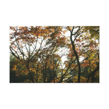 Japanese Maple in Autumn II Gallery Wrapped Canvas
