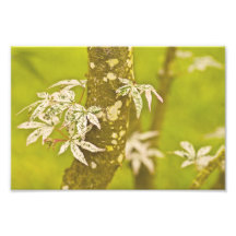 Japanese Maple In Spring. Art Photo