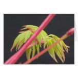 Japanese Maple in Spring Greeting Card