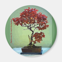 Japanese Maple Magnets