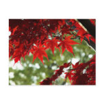 Japanese Maple Postcards