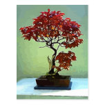 Japanese Maple Postcard