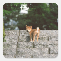 Japanese Midget Shiba 4 Sticker