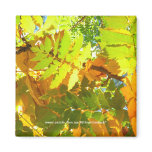 Japanese Pagoda Tree Autumn Leaves - Magnet