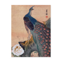 Japanese Peacock no.1 Postcard
