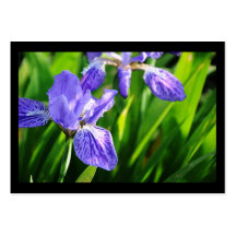 Japanese Roof Iris ~ ATC Business Card Templates