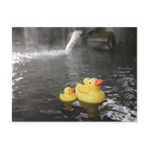 Japanese Rubber Duckies Postcards