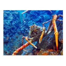 Japanese Spider Crab Post Card