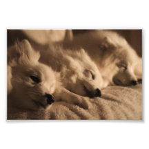 Japanese Spitz / American Eskimo poster Photo Print