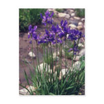 Japanese Waterlily, (Iris) flowers Postcard