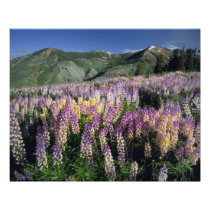 JARBIDGE WILDERNESS, NEVADA. USA. Spur lupine
