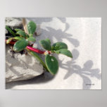 Jardin de plage poster