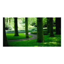 Jardin DSC0849 de tulipe Photocartes