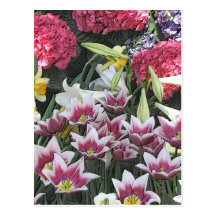 Jardins botaniques : Ampoules de ressort (effet en Cartes Postales