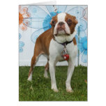 Jasmine - Boston Terrier Cards