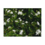 Jasmine Flowers Postcard