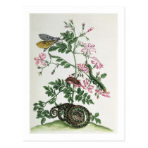 Jasmine: with snake, moth, caterpiller and chrysal postcards
