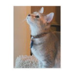 Jasper Blank Kitten Photo Postcard