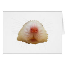 Jasper Rat Cards