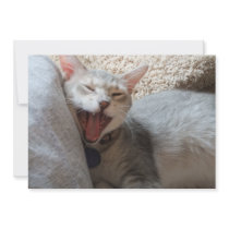 Jasper Yawning Kitten Photo Announcement