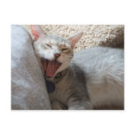 Jasper Yawning Kitten Photo Postcard