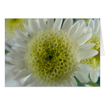 Jaune Greeting Card