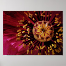 Jaune sur le rose posters