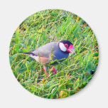Java Sparrow in the grass in Hawaii Refrigerator Magnets