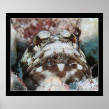 Jawfish with Eggs Posters