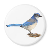 JAY 1