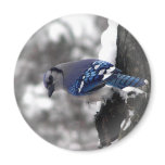 Jay Bird Magnet