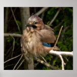 Jay, British bird posters