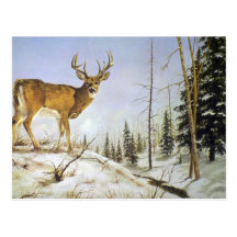 Jay's Peak, White Tail Deer Postcards