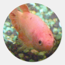 Jazzy the Betta Round Sticker