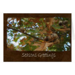 Jean Autumn Leaves 11 Seasons Greetings Cards
