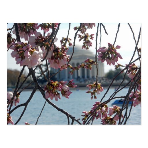 Jefferson Memorial National Cherry Blossom Fest Post Card