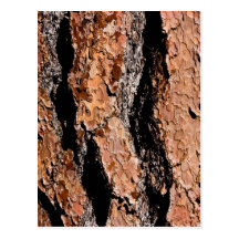 Jeffrey Pine Bark Detail Postcards