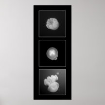 Jellies bb posters