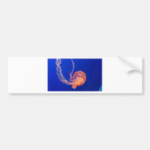 jelly bumper stickers