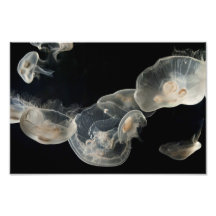 Jelly Fish Study Photographic Print