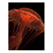 Jelly Light Postcards