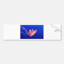 jelly swim bumper stickers