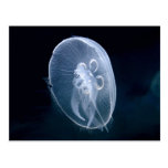 Jellyfish Bright Translucent Blue Post Card