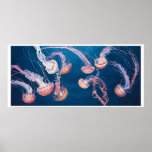Jellyfish Jam by Paul Jackson, aws, nws Print