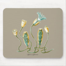 Jellyfish Mouse Pads