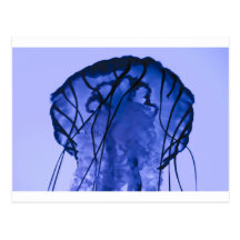 Jellyfish on Blue Post Card