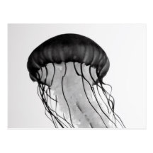 Jellyfish Post Card