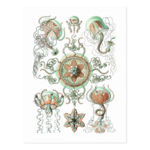 Jellyfish Post Cards