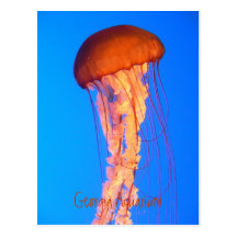 Jellyfish Postcard
