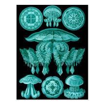 Jellyfish Postcard